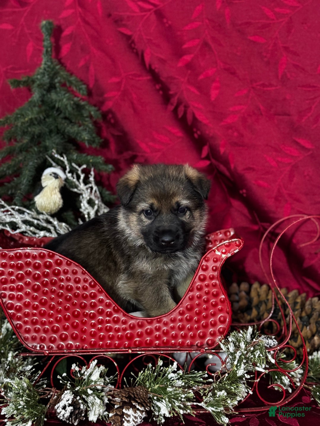 German Shepherd dogs for sale: Oakley - Ad 2