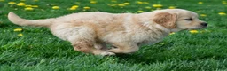 Golden Retriever dogs for sale: Cash - Ad 5