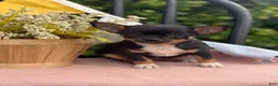 Chihuahua dogs for sale: Lacey - Ad 8
