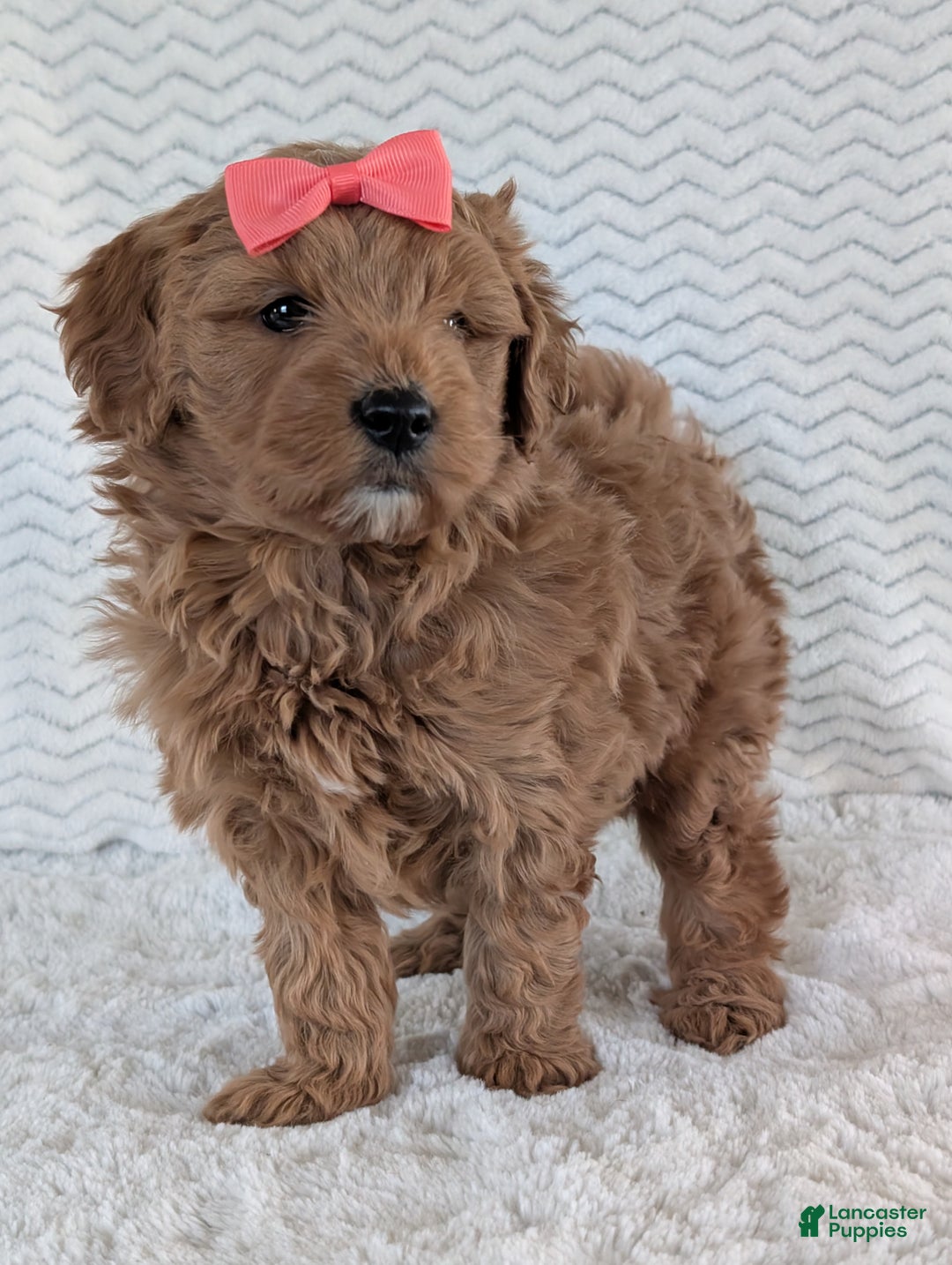 Goldendoodle dogs for sale: Bella - Ad 6