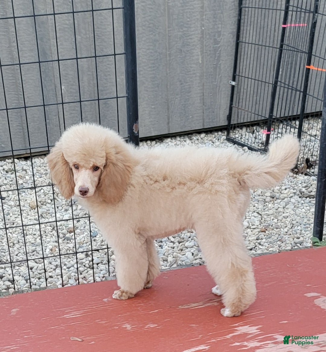 Miniature Poodle dogs for sale: Rusty moyen poodle  - Ad 3