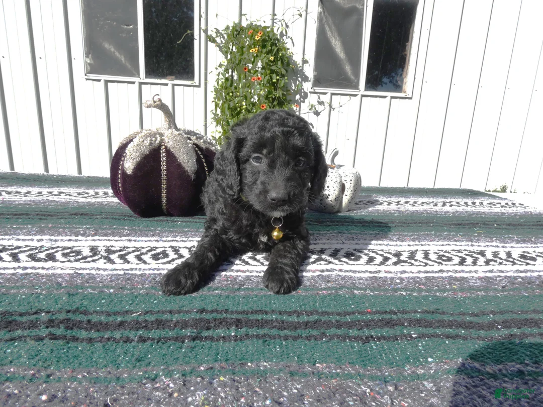 Mini Goldendoodle dogs for sale: Mini Goldendoodle 1 Ivy - Ad 2