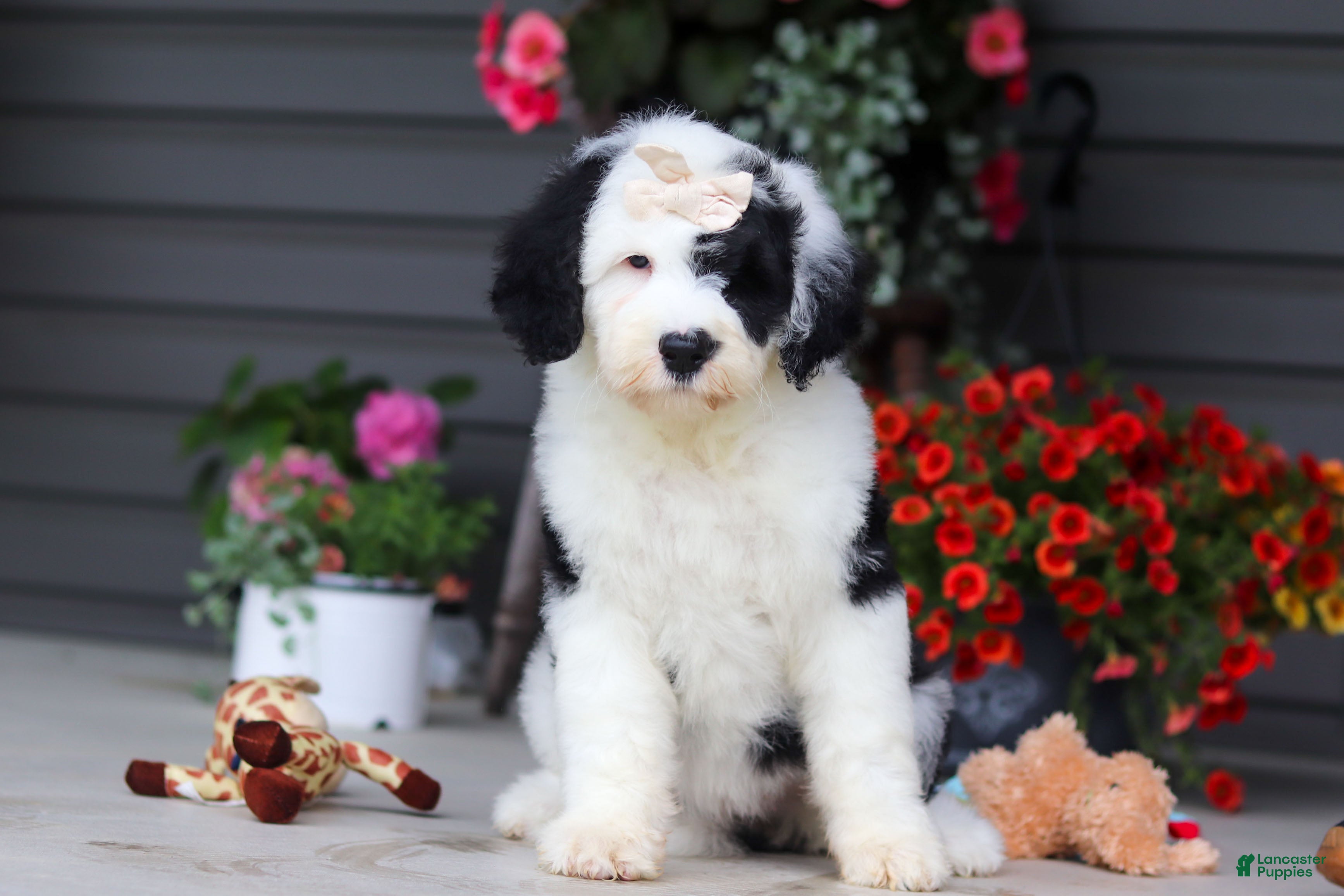 Sheepadoodle dogs Allie - Ad 2