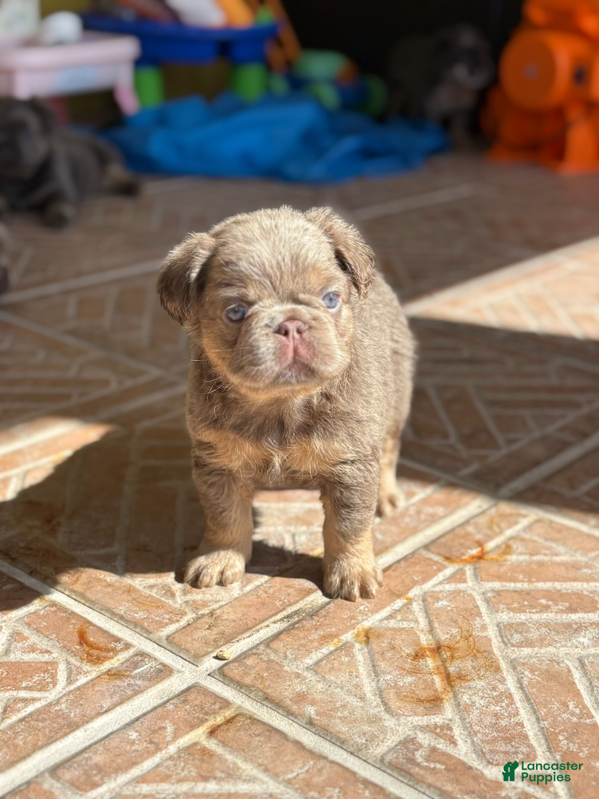 French Bulldog dogs Hazel Female) - Ad 2