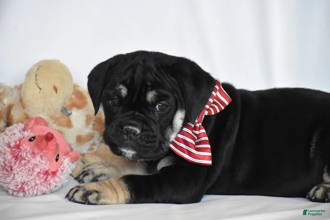 Beabull dogs for sale: Ember - Ad 2