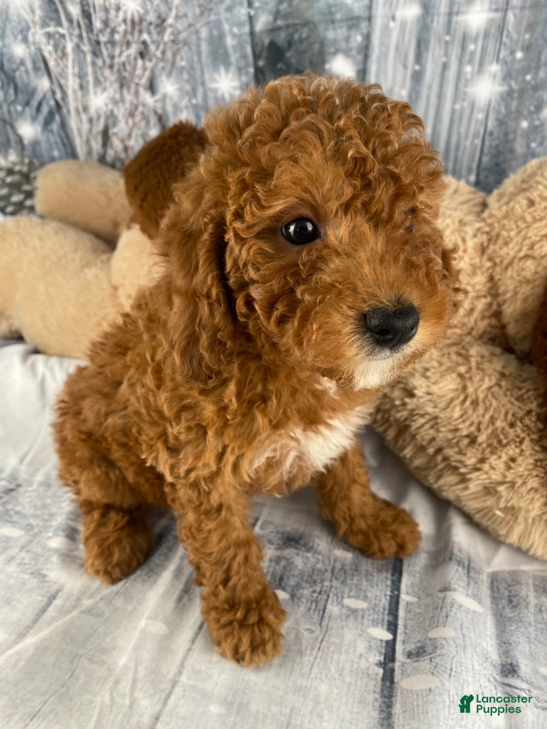 Miniature Poodle dogs for sale: Harley - Ad 4