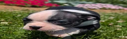 Boston Terrier dogs for sale: Hershey - Ad 3