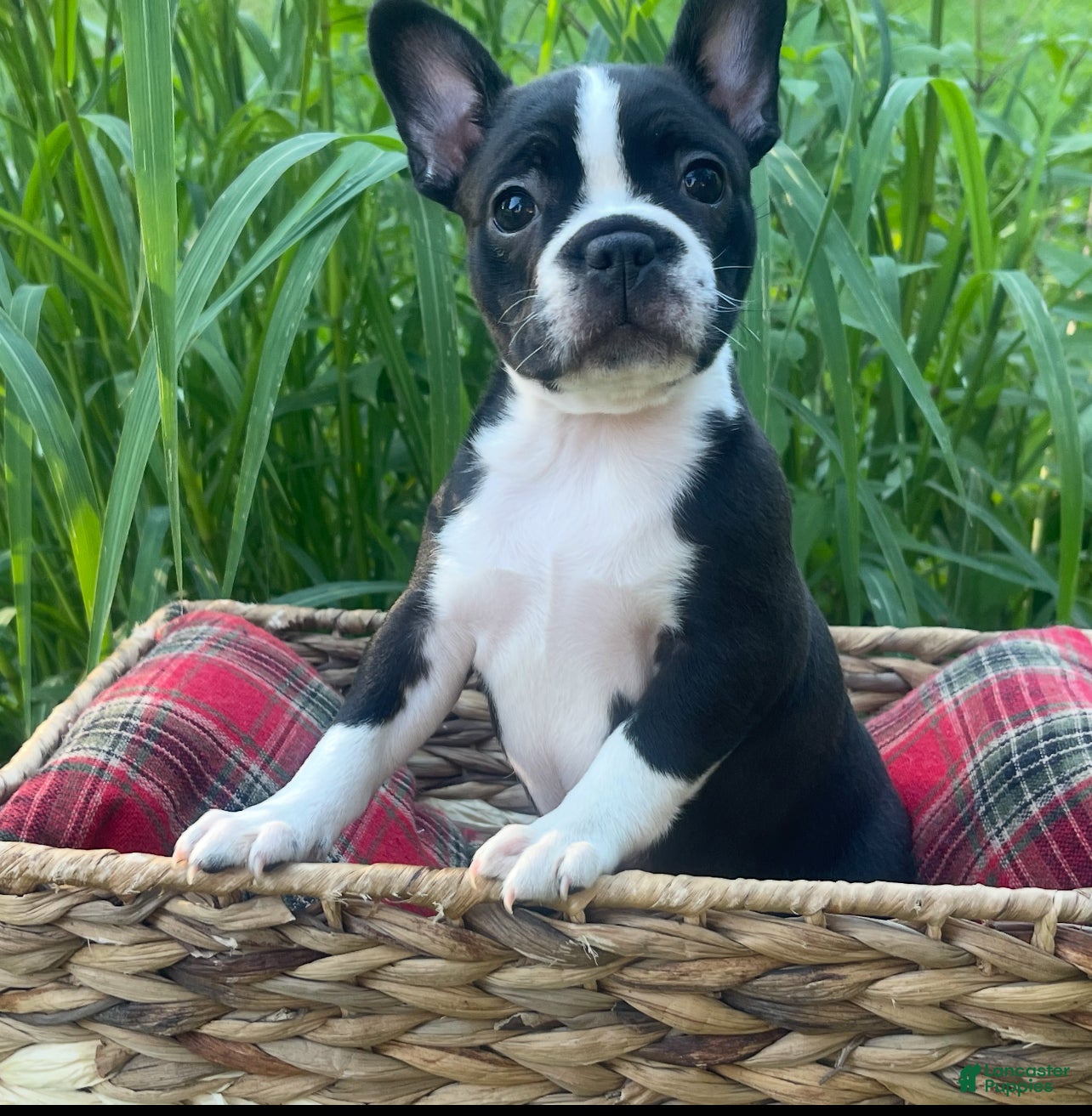 Boston Terrier dogs Piper - Ad 17