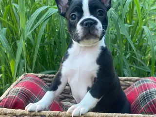 Boston Terrier dogs Piper - Ad 4