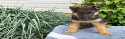 German Shepherd dogs for sale: Gibbs - Ad 8