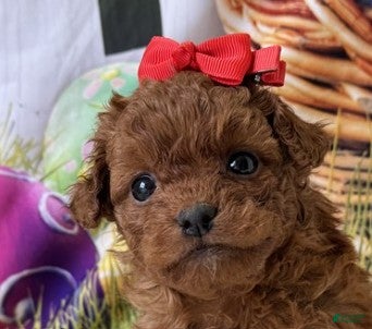 Mini Goldendoodle dogs Mini Goldendoodle Puppy 1 - Ad 6