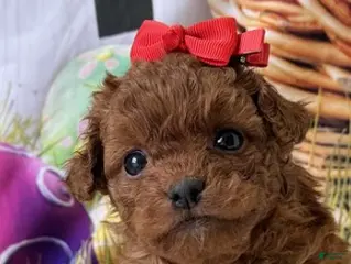 Mini Goldendoodle dogs Mini Goldendoodle Puppy 1 - Ad 6