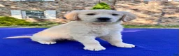 Golden Retriever dogs for sale: Frosty - Ad 1