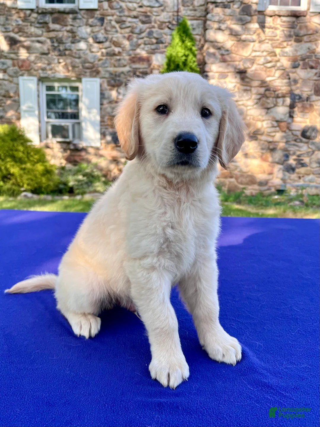 Golden Retriever dogs for sale: Frosty - Ad 1