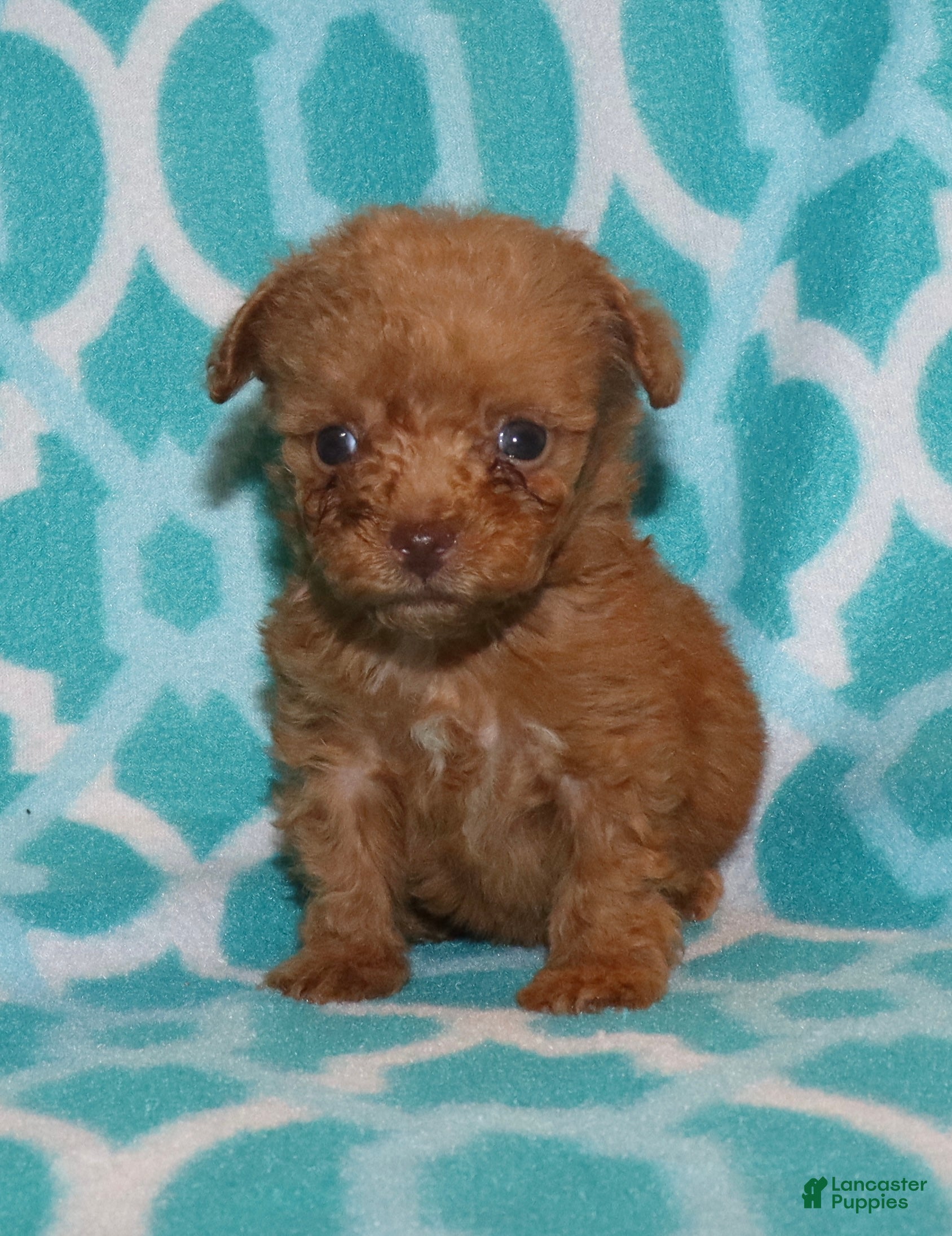 Toy Poodle dogs for sale: Double T Summer’s apricot male - Ad 14
