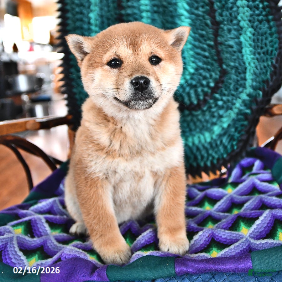 Shiba Inu dogs Cookie - Ad 2