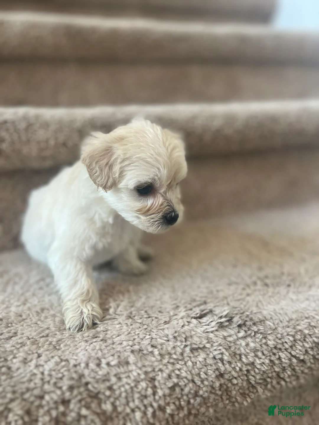 Maltipoo dogs for sale: Briana - Ad 24