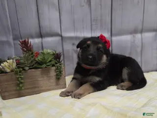 German Shepherd dogs for sale: German Shepherd Puppy 2 - Ad 4