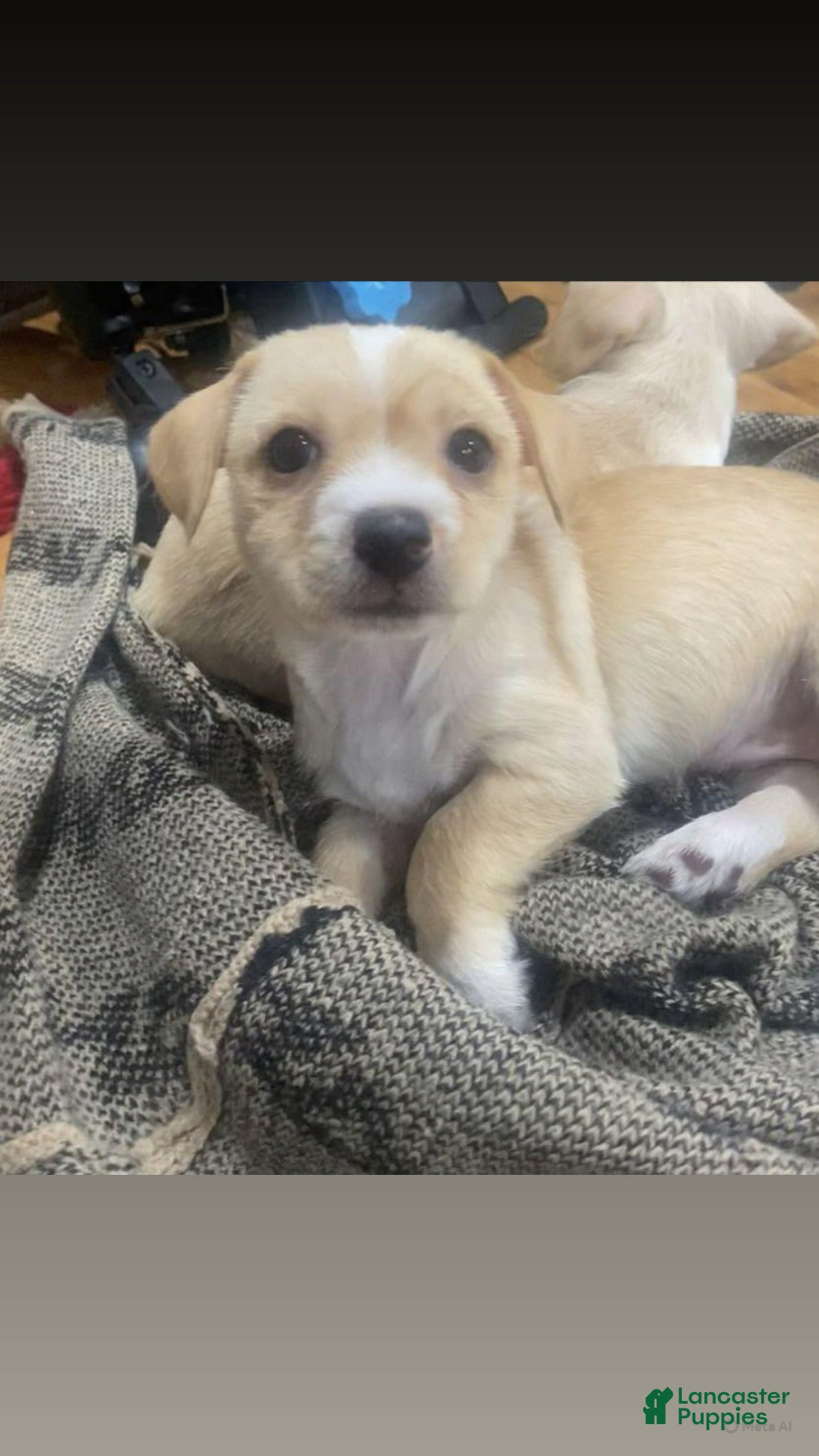 Chihuahua dogs Chihuahua Puppy 3 - Ad 35