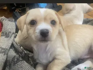 Chihuahua dogs Chihuahua Puppy 3 - Ad 35