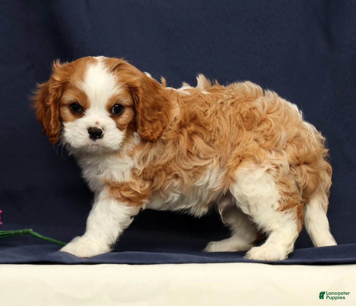 Cavalier King Charles Spaniel dogs Duke - Ad 1