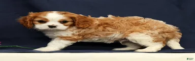 Duke