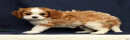 Cavalier King Charles Spaniel dogs for sale: Duke - Ad 1