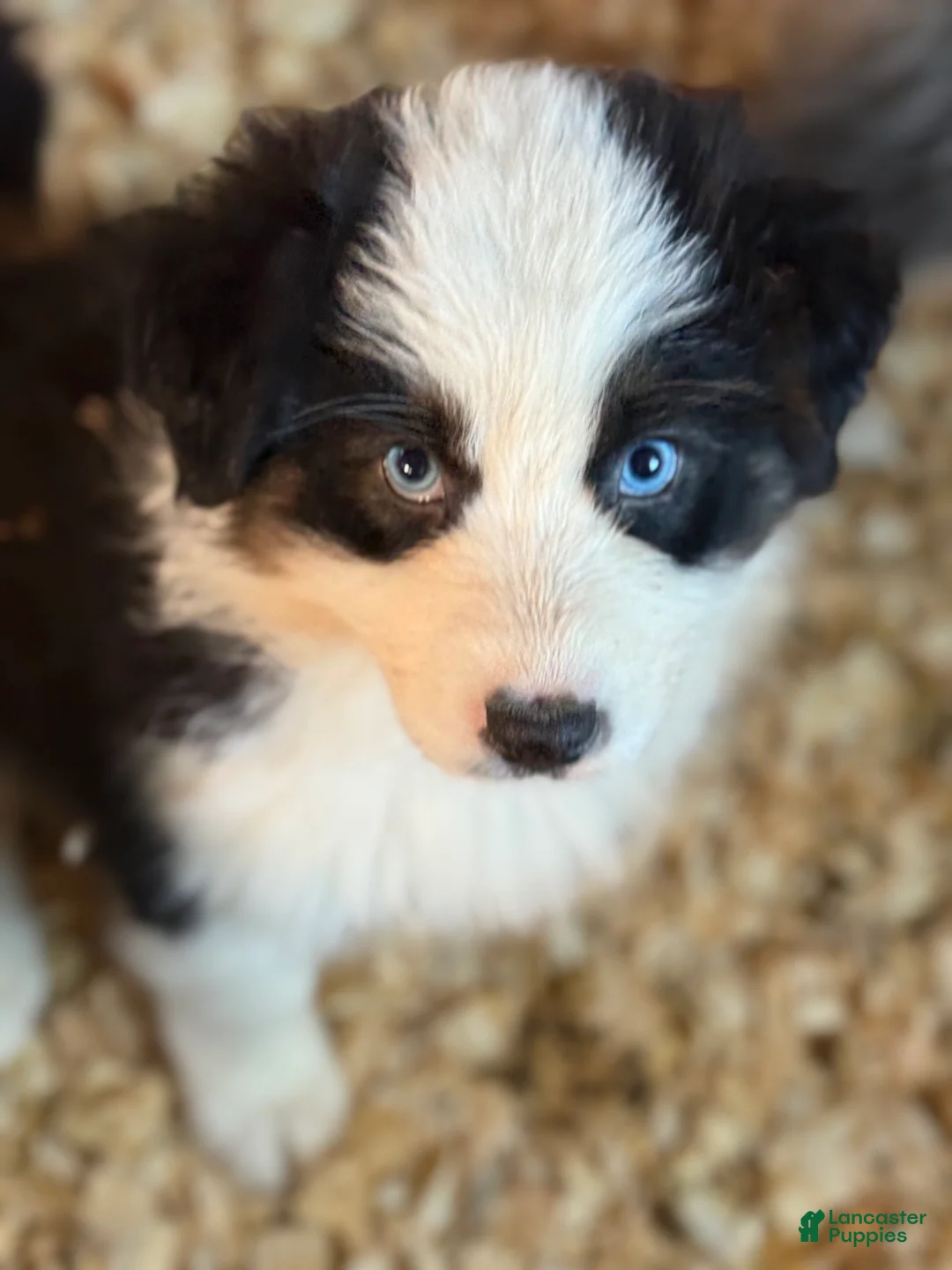 Australian Shepherd dogs for sale: Australian Shepherd Puppy 1 - Ad 1