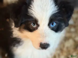 Australian Shepherd dogs Australian Shepherd Puppy 1 - Ad 21