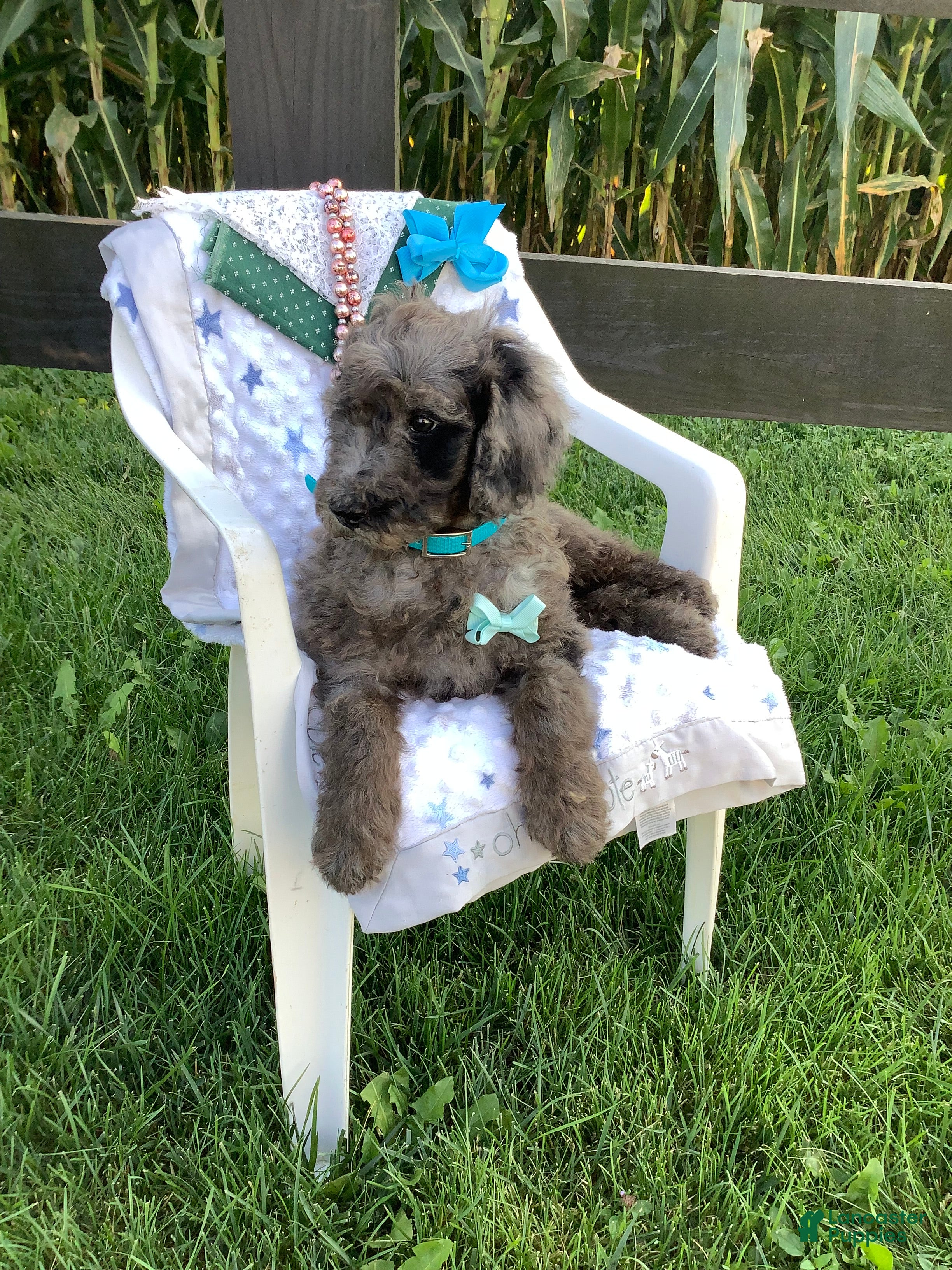 Goldendoodle dogs Rex-F1bb-Goldendoodle 1 - Ad 2