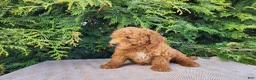 Mini Bernedoodle dogs for sale: Blake - Ad 14