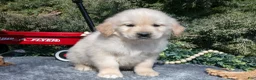 Golden Retriever dogs for sale: Monty - Ad 2