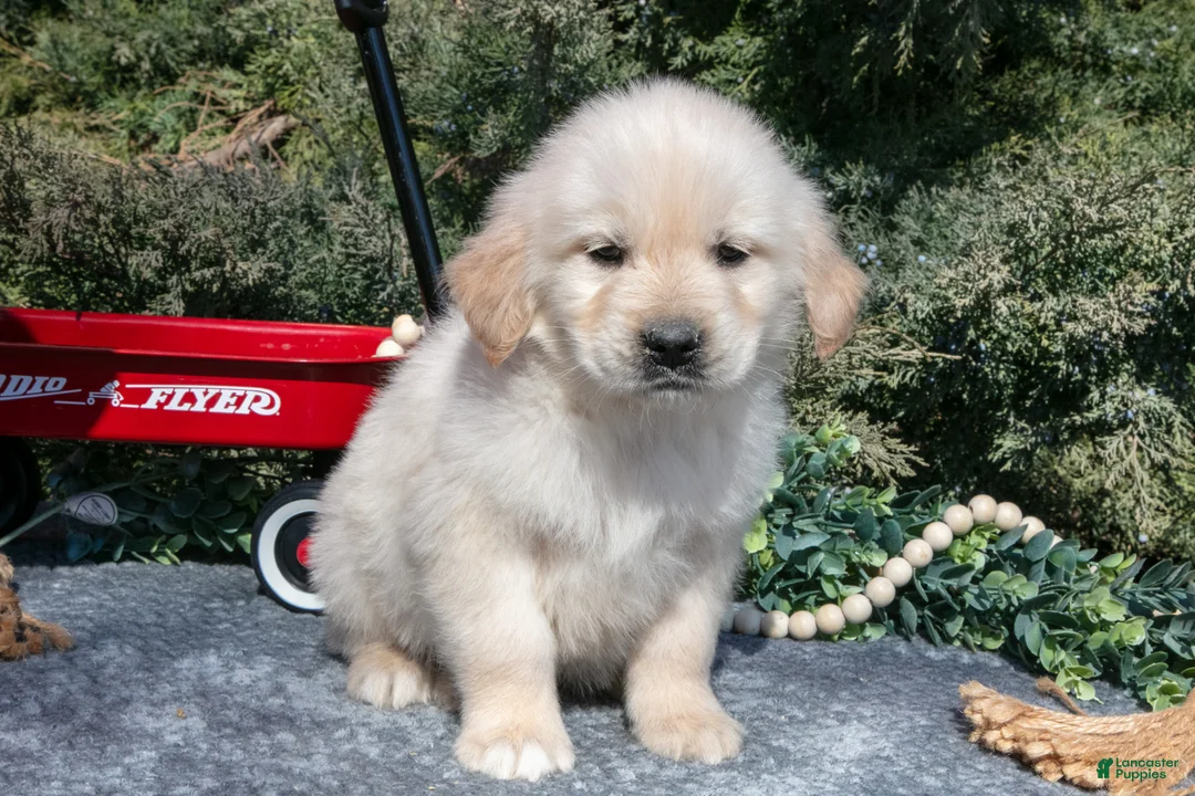 Golden Retriever dogs for sale: Monty - Ad 2