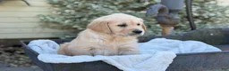 Golden Retriever dogs for sale: Melody - Ad 6