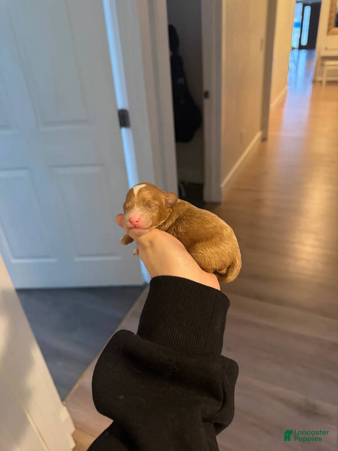 Toy Poodle dogs for sale: Toy Poodle Puppy 1 - Ad 6