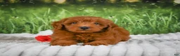Mini Goldendoodle dogs for sale: Rusty - Ad 3
