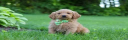 Goldendoodle dogs for sale: Buddy - Ad 3