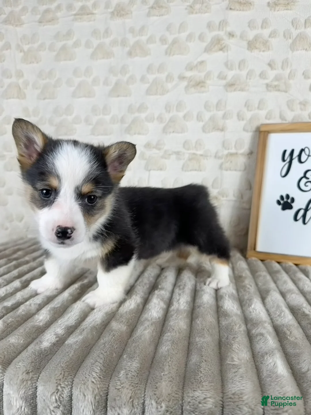 Welsh Corgi Pembroke dogs for sale: CKC Emmy - Ad 2