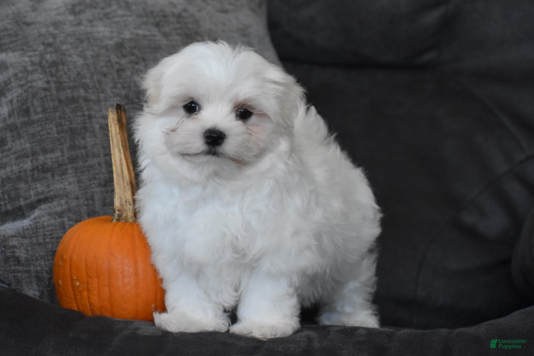 Maltese dogs for sale: Finley - Ad 16