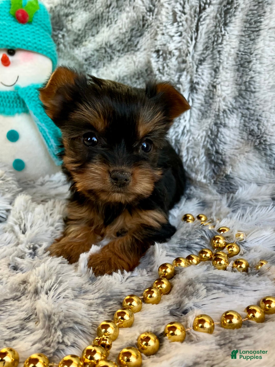 Yorkshire Terrier dogs for sale: Belle - Ad 1
