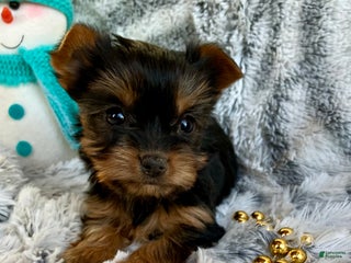 Yorkshire Terrier dogs Belle - Ad 24
