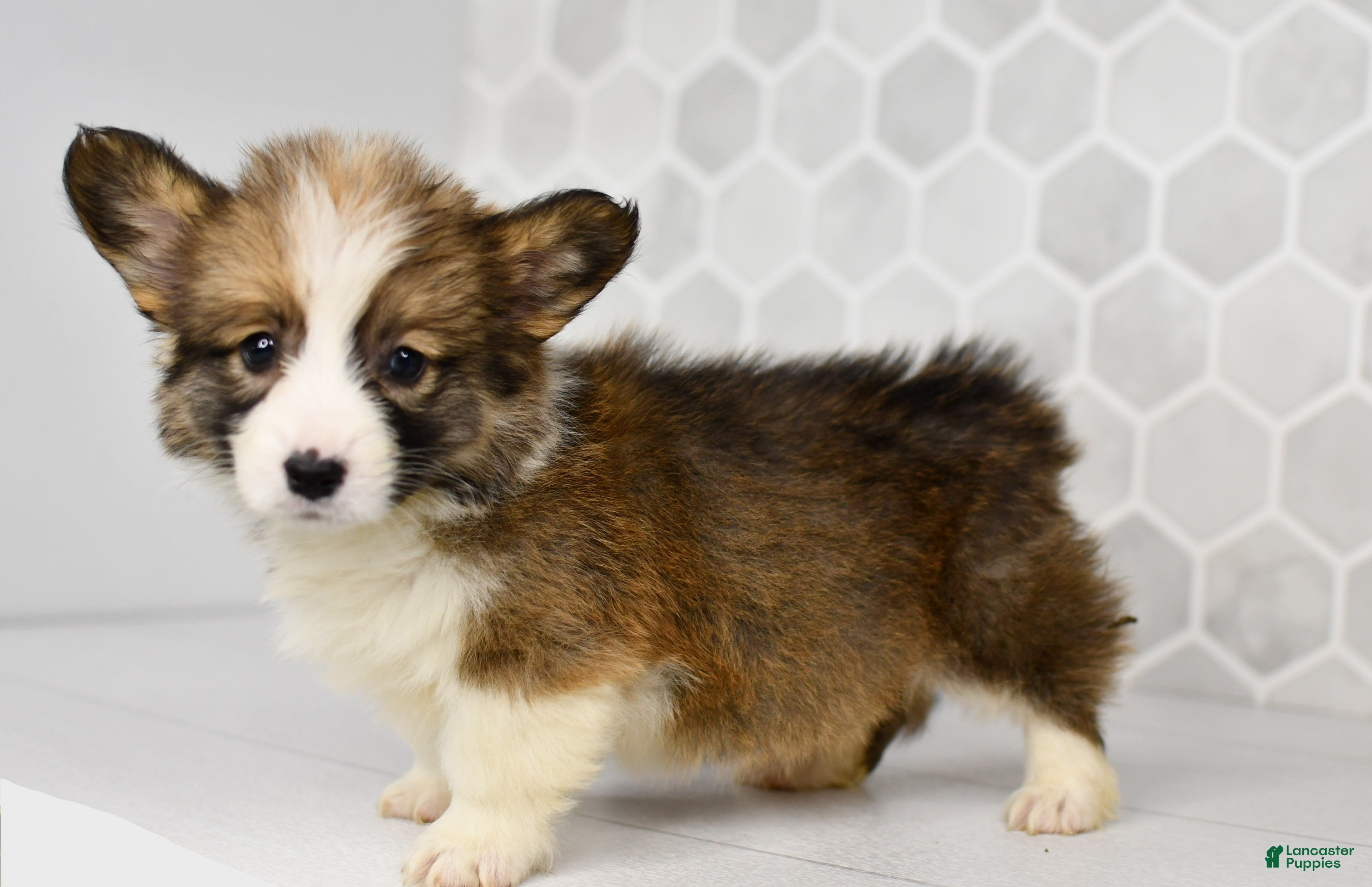 Welsh Corgi Pembroke dogs Atlas  - Ad 1