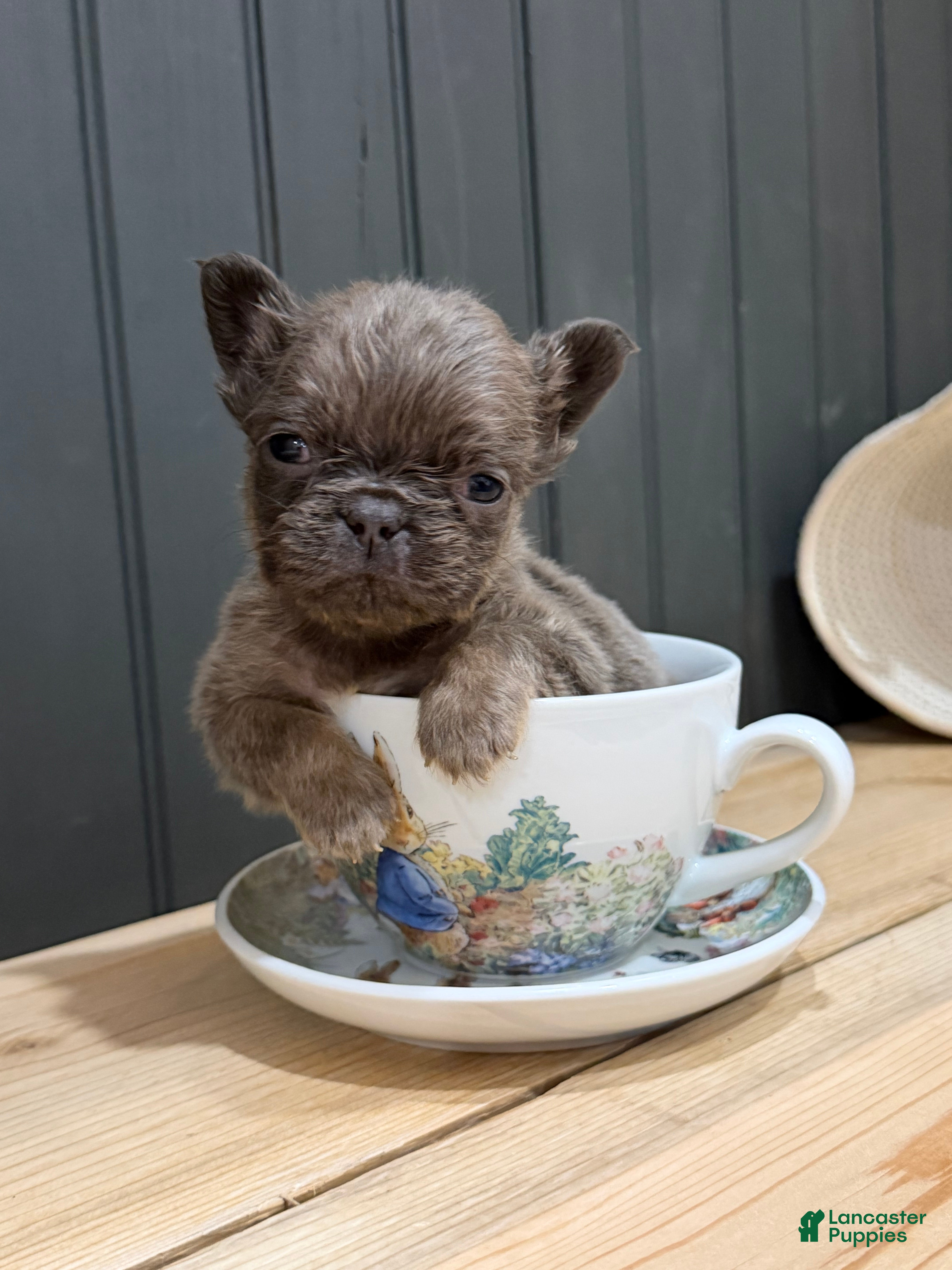 French Bulldog dogs for sale: Blackberry - Ad 16