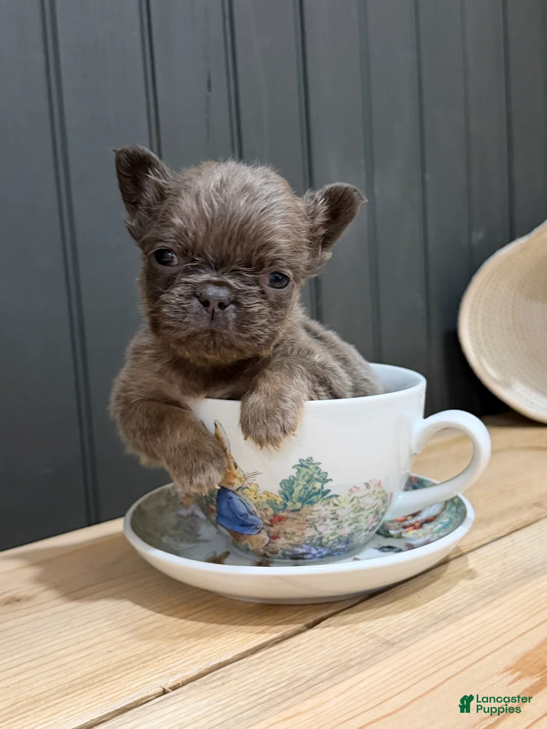 French Bulldog dogs for sale: Blackberry - Ad 1