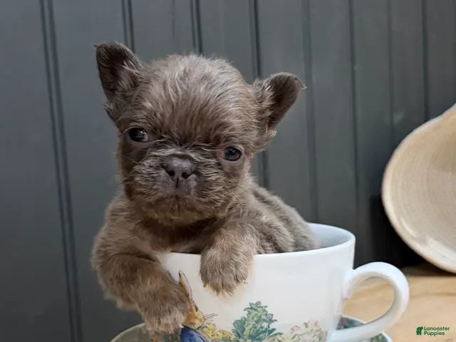French Bulldog dogs for sale: Blackberry - Ad 16