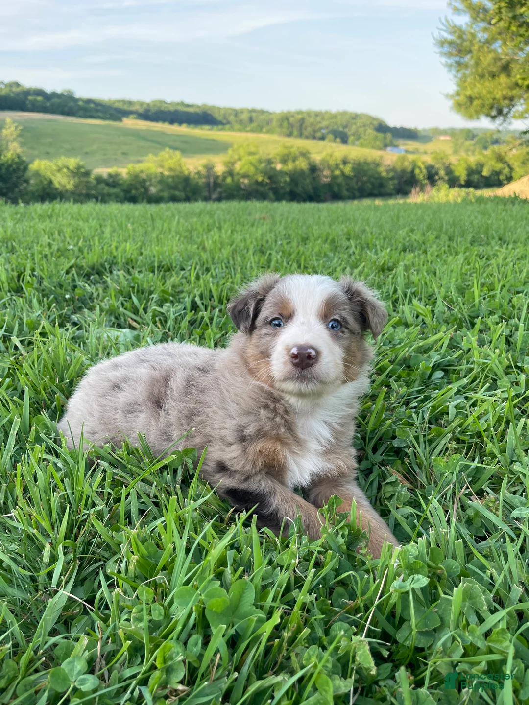 Australian Shepherd dogs for sale: Charlie - Ad 1