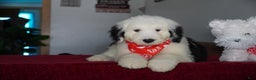 Sheepadoodle dogs for sale: Snoopy - Ad 2