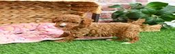 Miniature Poodle dogs for sale: Rebekka  - Ad 12