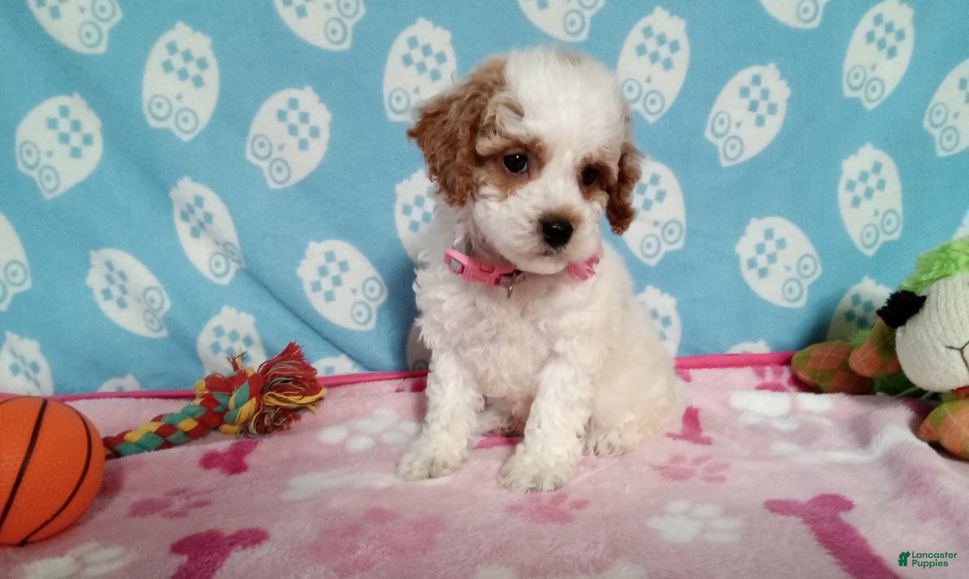 Cockapoo dogs Jellybean  - Ad 1