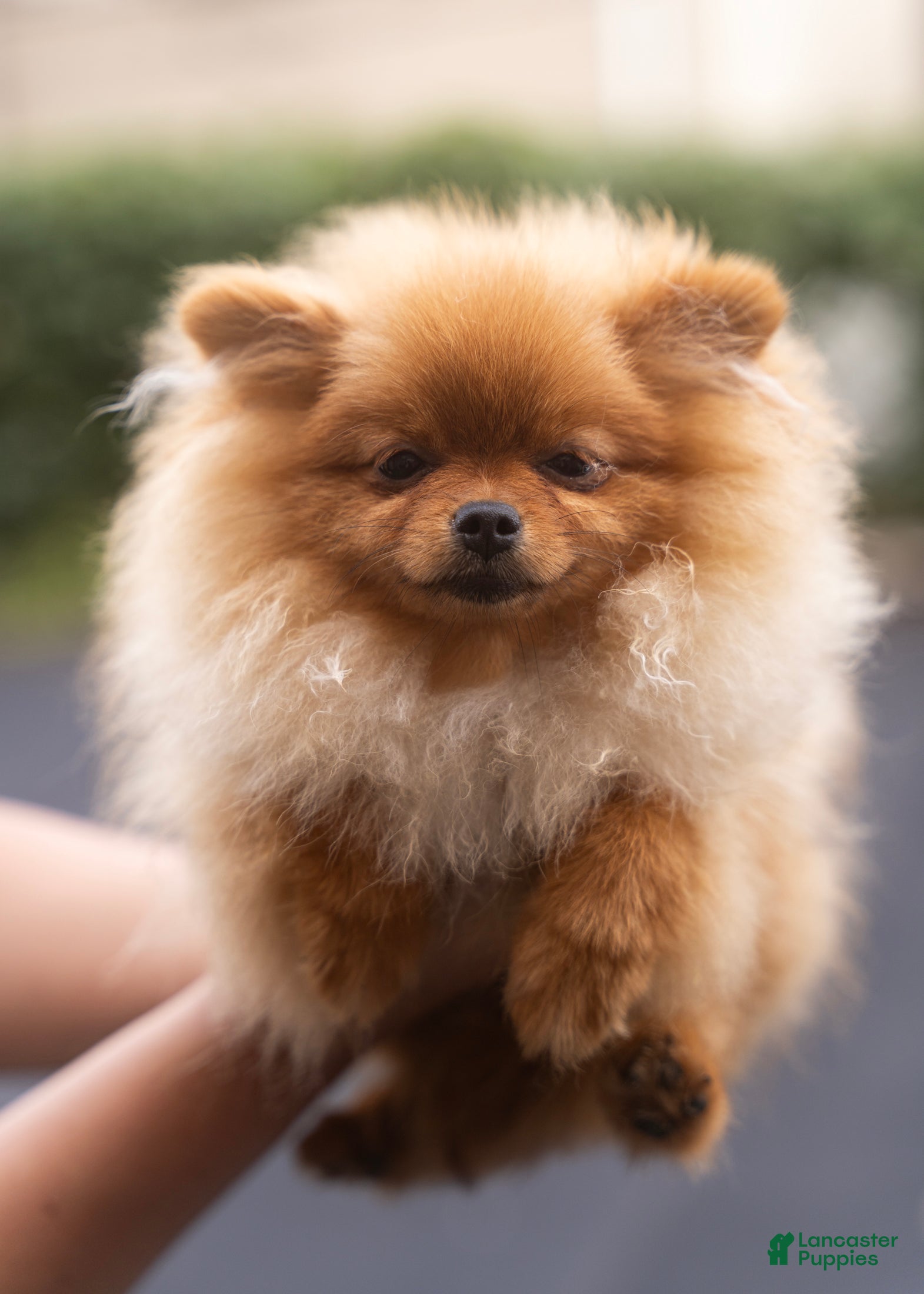 Pomeranian dogs for sale: Ana Nova - Ad 2